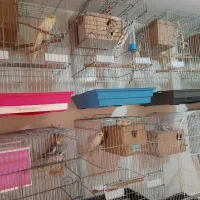 پرنده عروس هلندی های مولد در رنگهای مختلف