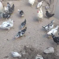 فروش تعداد مرغ و خروس گلین زیبا و اصل|حیوانات مزرعه|دهگلان, |دیوار