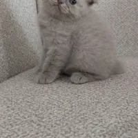 توله لیلاک ماده