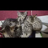 گربه کوچولو طوسی|گربه|گالیکش, |دیوار