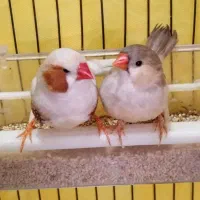 فروش یا معاوضه فنج