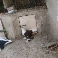 کبوتر ابلاغ و آغ لوتی|پرنده|اسکو, |دیوار