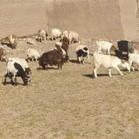 40تا بز با 4تانربز