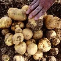 ارسال وفروش سیب زمینی