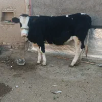 گوساله ماده آبستن