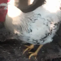 مرغ وخروس محلی