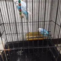 مرغ عشق جفت