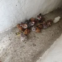 جوجه کوشین از بهترین نژاد|حیوانات مزرعه|تربت جام, فاز ۱ فرهنگیان|دیوار