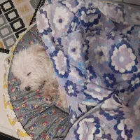 یک عدد سگ از نژاد شیت زو به فروش میرسد