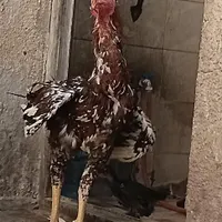 مرغ و خروس لاری|حیوانات مزرعه|تهران, سنگلج|دیوار