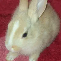 بچه خرگوش