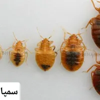 سمپاشی صددرصدتضمینی‌سم پاشی سوسک‌وساس و...|خدمات نظافت|تهران, پیروزی|دیوار