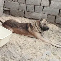 سرابی۱۲ماهه|سگ|هشترود, |دیوار