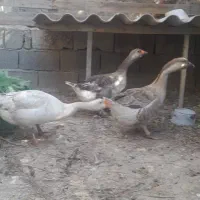 غاز بالغ