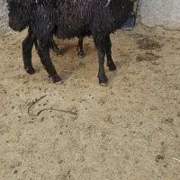 ۲ راس بره نر و ماده