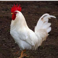 فروش خروس سفید