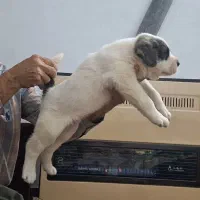 توله سگ آلابای ماده