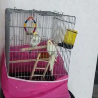 دوعروس هلندی نرو ماده