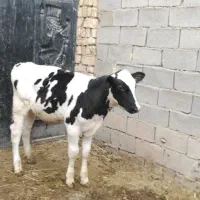گوساله