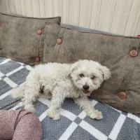 سگ شیتزو پشمالو