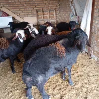 قوچ و بره قوچ