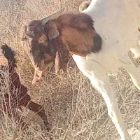 16 راس گوسفند پاکستانی..|حیوانات مزرعه|جیرفت, |دیوار