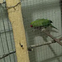 طوطی ملنگو
