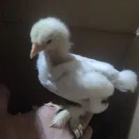 جوجه