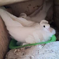 کبوتر راعبی تک کاکل دو کاکل سفید سرخ عربی تهرونی