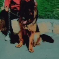 سگ‌ژرمن‌سالم‌