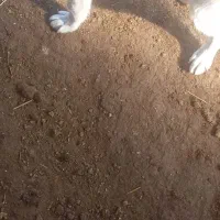 توله نر|سگ|سیلوانه, |دیوار