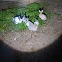 شیش عدد خرگوش بالغ