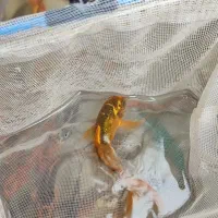 ماهی کوی|ماهی|یزد, |دیوار