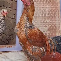 خروس و ماکیان