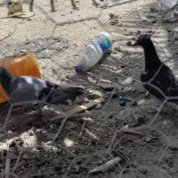 کبوتر کیلو متری زیر قیمت بازار