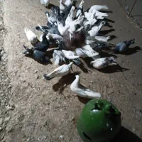 کفتر کبوتر