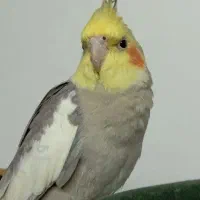 عروس هلندی گمشده مژدگانی 5 میلیون تومان