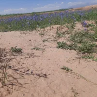 دربستی با ماشین سمند