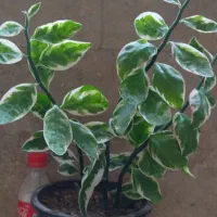 گل پدیلانتوس