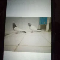 کفتر همه مدل