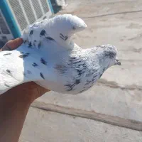 کفتر تهرانی