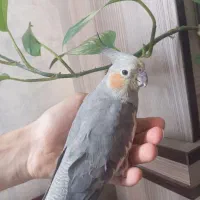 عروس هلندی سینامون ماده با قفس و لوازم|پرنده|پاکدشت, پاکدشت (مامازند)|دیوار