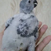 جوجه کاسکو دم قرمز