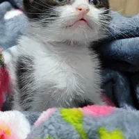 واگذاری بچه گربه دو ماهه ماده