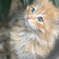 واگذاری رایگان توله DLH مو بلند پسر دوماهه