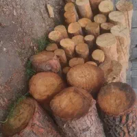خریدار چوب کنده درخت ریشه