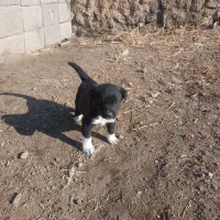 توله سگ سرابی اصل نسب