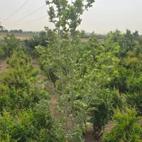 فروش باغ از ۵۴۰۰ متری سند دار|فروش خانه و ویلا|شریفآباد, |دیوار