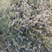 یونجه درجه یک دیمی موجود هزار بند