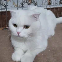سه عدد گربه ماده